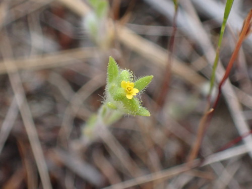 Madia (tarweeds)