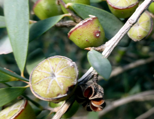 Gaudium laevigatum (Coast Teatree) (alternate view 5)