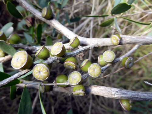 Gaudium laevigatum (Coast Teatree) (alternate view 6)
