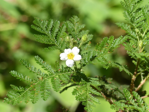 Chamaebatia foliolosa (Mountain Misery) (alternate view 6)