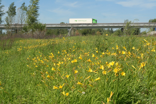 Hemerocallis (daylilies) (alternate view 5)