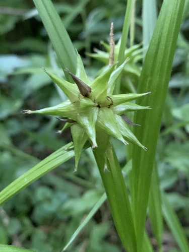 Carex grayi (Gray's Sedge)