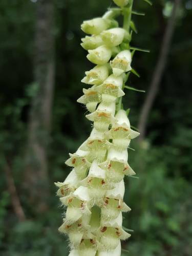 Digitalis lutea (yellow foxglove) (alternate view 3)
