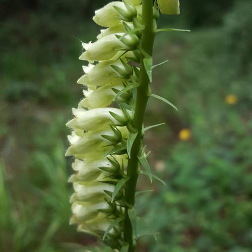 Digitalis lutea (yellow foxglove) (alternate view 4)