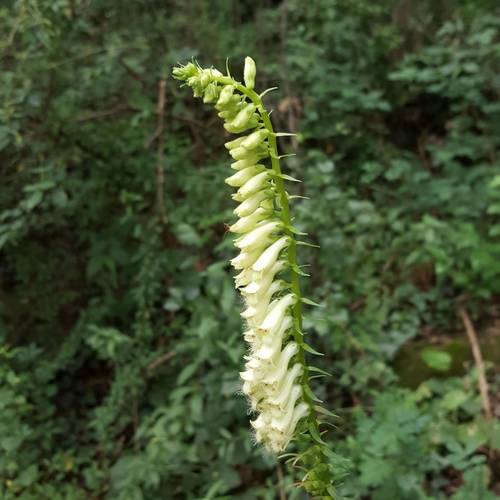 Digitalis lutea (yellow foxglove) (alternate view 5)