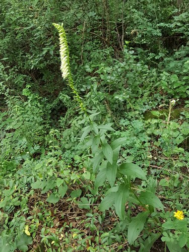 Digitalis lutea (yellow foxglove) (alternate view 6)