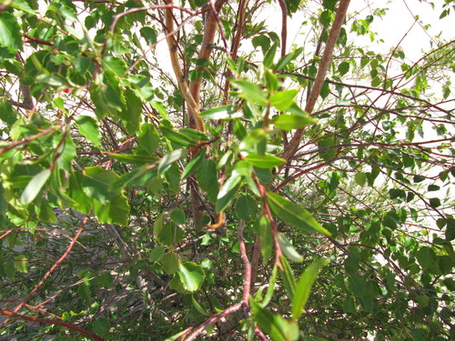 Salix (Willows) (alternate view 5)