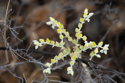 Dudleya lanceolata (lanceleaf liveforever) (alternate view 2)