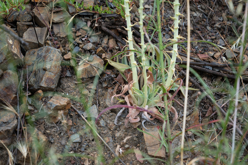 Dudleya lanceolata (lanceleaf liveforever) (alternate view 3)