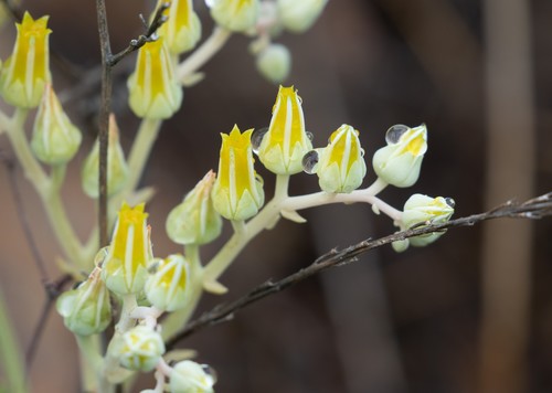 Dudleya lanceolata (lanceleaf liveforever) (alternate view 4)