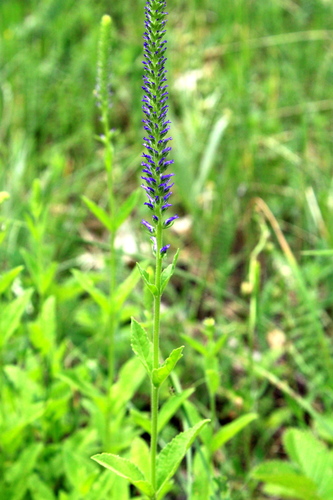 Veronica spicata (veronica, speedwell) (alternate view 7)