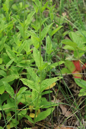 Veronica spicata (veronica, speedwell) (alternate view 8)