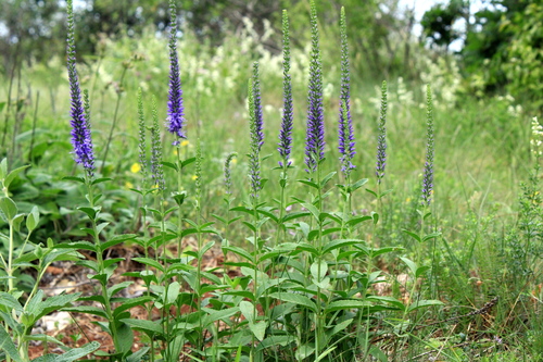 Veronica spicata (veronica, speedwell) (alternate view 6)