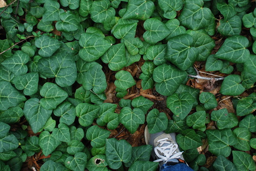 Hedera (ivies) (alternate view 2)