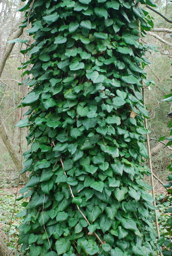 Hedera (ivies) (alternate view 3)