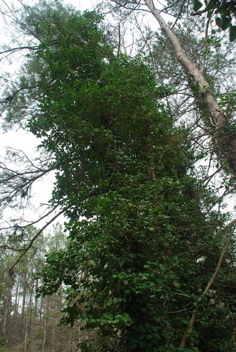 Hedera (ivies) (alternate view 4)