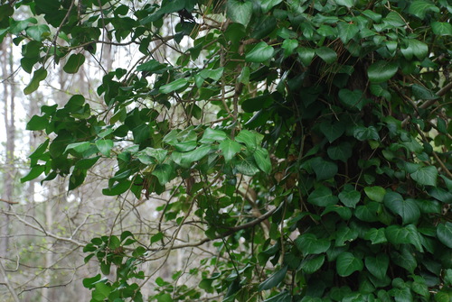 Hedera (ivies) (alternate view 5)