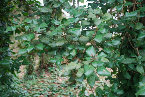 Hedera (ivies) (alternate view 6)