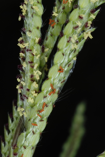 Paspalum urvillei (Vasey Grass) (alternate view 6)