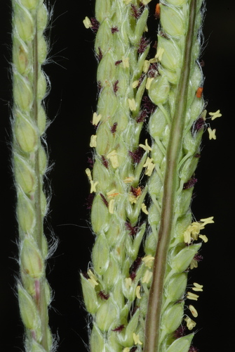 Paspalum urvillei (Vasey Grass) (alternate view 7)