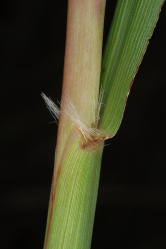 Paspalum urvillei (Vasey Grass) (alternate view 8)
