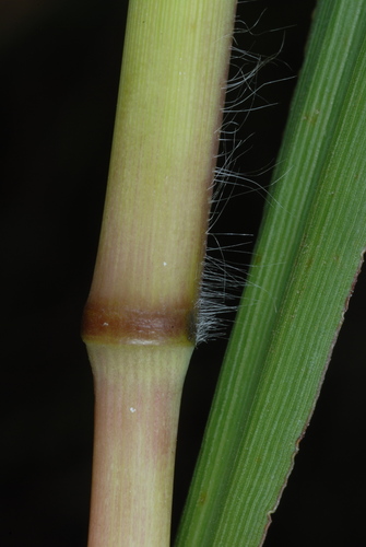 Paspalum urvillei (Vasey Grass) (alternate view 9)