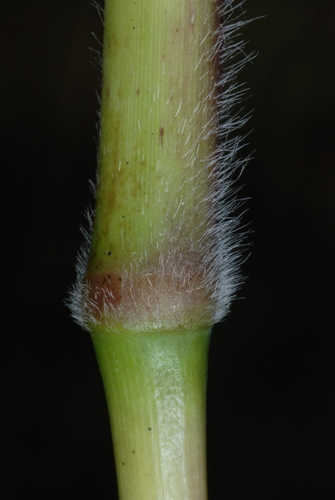 Paspalum urvillei (Vasey Grass) (alternate view 10)