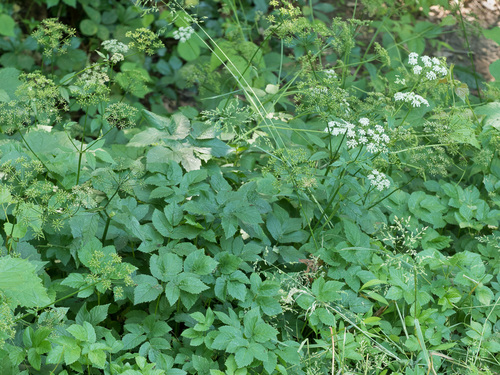 Aegopodium podagraria (Goutweed)