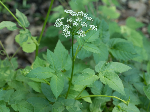 Aegopodium podagraria (Goutweed)