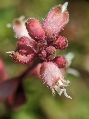 Heuchera (alumroots)