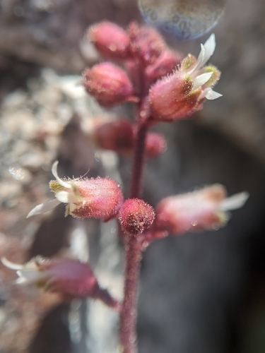 Heuchera (alumroots) (alternate view 2)