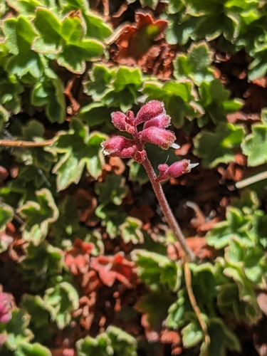 Heuchera (alumroots) (alternate view 3)