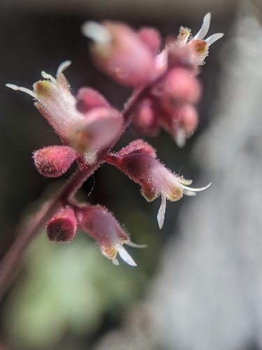 Heuchera (alumroots) (alternate view 4)