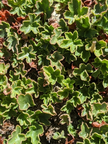 Heuchera (alumroots) (alternate view 5)