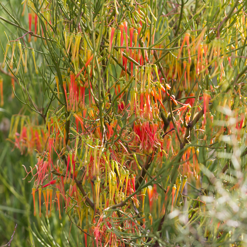 Amyema preissii (wireleaf mistletoe)