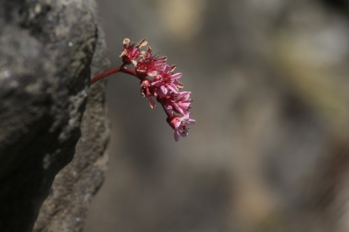 Bergenia ciliata (Frilly Bergenia) (alternate view 8)