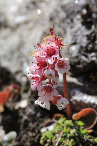 Bergenia ciliata (Frilly Bergenia) (alternate view 9)