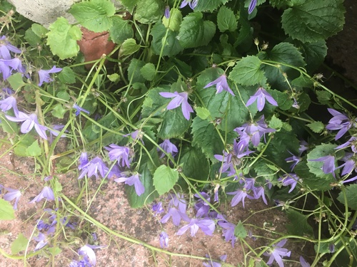 Campanula poscharskyana (Serbian Bellflower) (alternate view 4)