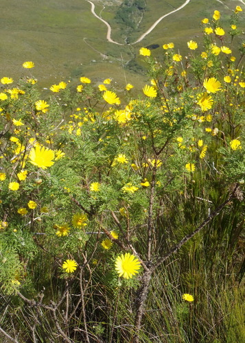 Ursinia (Paraseeds) (alternate view 4)