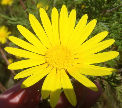 Ursinia (Paraseeds) (alternate view 2)