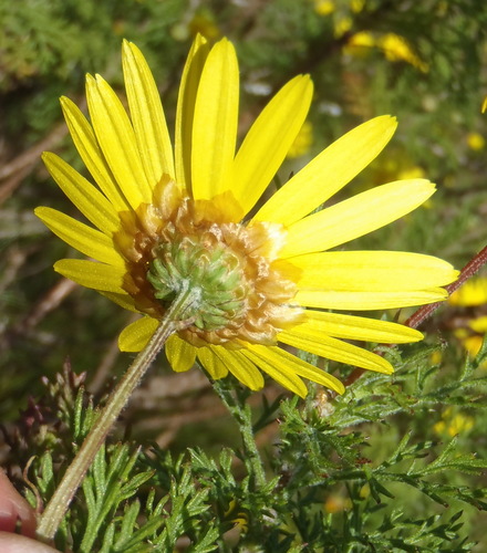 Ursinia (Paraseeds) (alternate view 3)