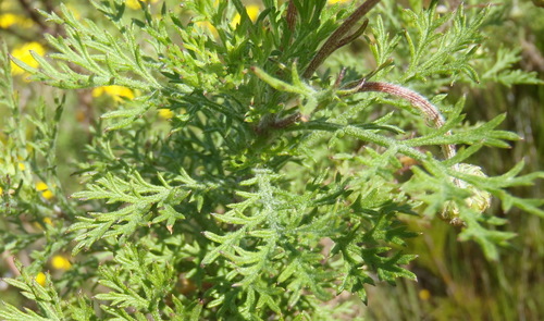 Ursinia (Paraseeds) (alternate view 5)