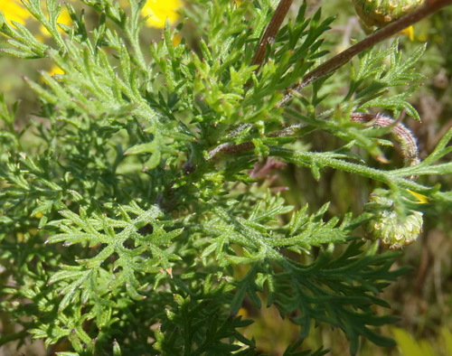 Ursinia (Paraseeds) (alternate view 6)