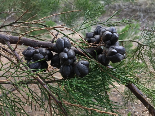 Callitris rhomboidea (Oyster Bay cypress-pine) (alternate view 10)