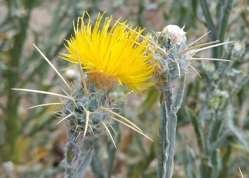 Centaurea solstitialis (Yellow Star-Thistle) (alternate view 9)