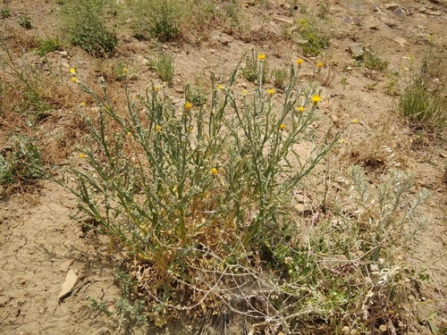 Centaurea solstitialis (Yellow Star-Thistle) (alternate view 10)