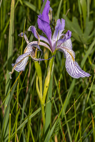 Iris missouriensis (Western Blue Flag Iris)