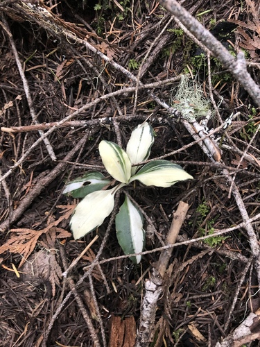 Goodyera oblongifolia (Rattlesnake Plantain)