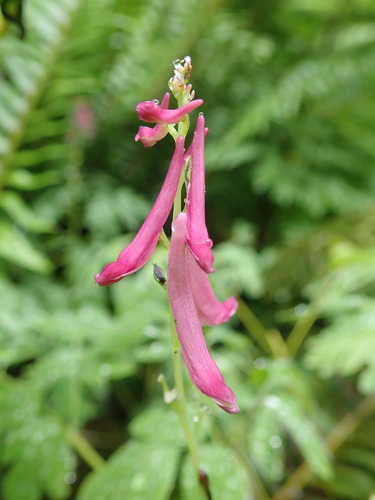 Corydalis scouleri (Scouler's fumewort)