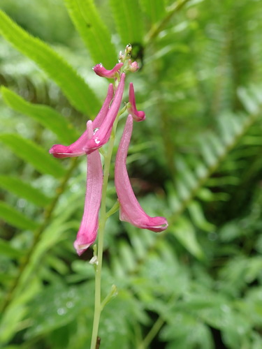 Corydalis scouleri (Scouler's fumewort) (alternate view 2)